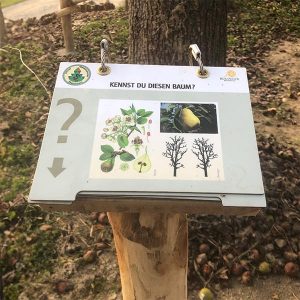 Ringbuch "Baum"