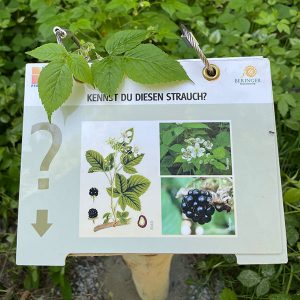 Ringbuch "Gehölze/Sträucher"